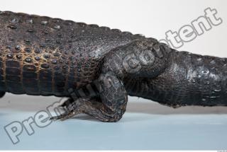 Crocodile body photo reference 0008